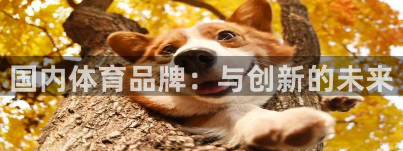 3377体育官方正版app娱乐平台:国内体育品牌:与创新的未